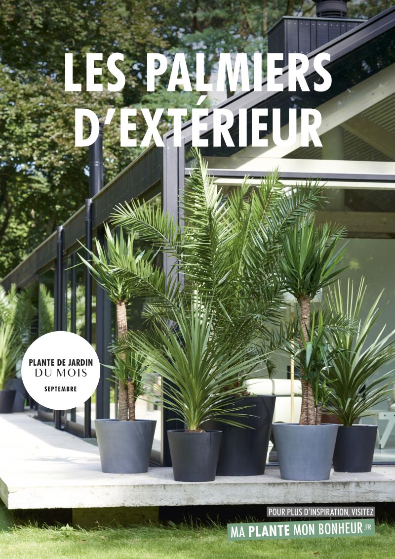 Plante de jardin du mois de Septembre: les Palmiers d'extérieur