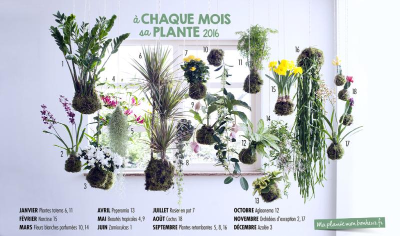 a chaque mois sa plante 2016, maplantemonbonheur.fr